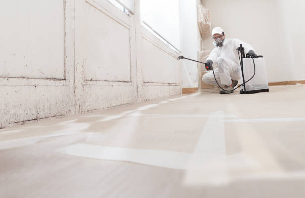 Black mold remediation team in Centreville